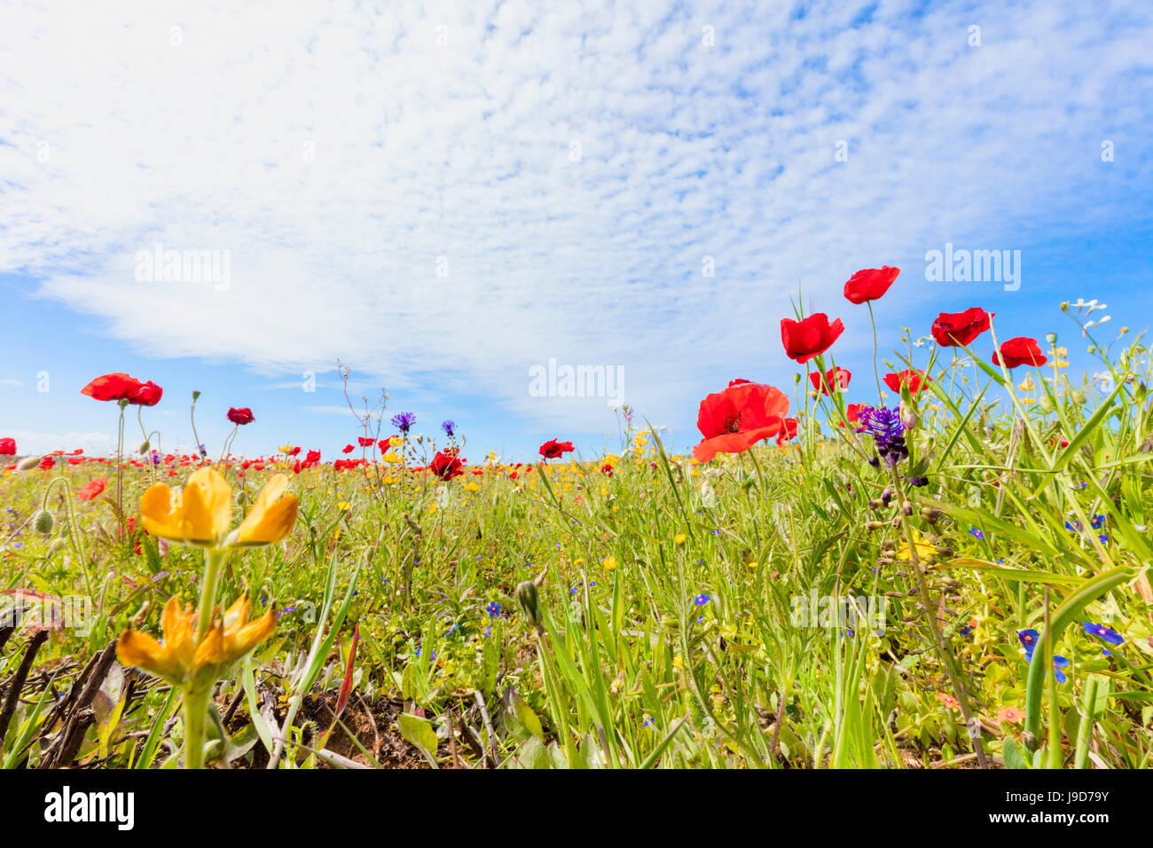 Coquelicots rouges et de fleurs colorées au printemps fleurissent dans les prés verts, Alentejo, Portugal, Europe Banque D'Images