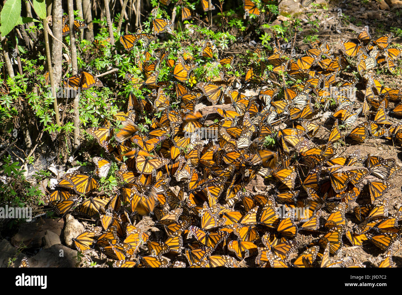 Cerro Pelon biosphère du papillon monarque, Site du patrimoine mondial de l'UNESCO, le Mexique, l'Amérique du Nord Banque D'Images