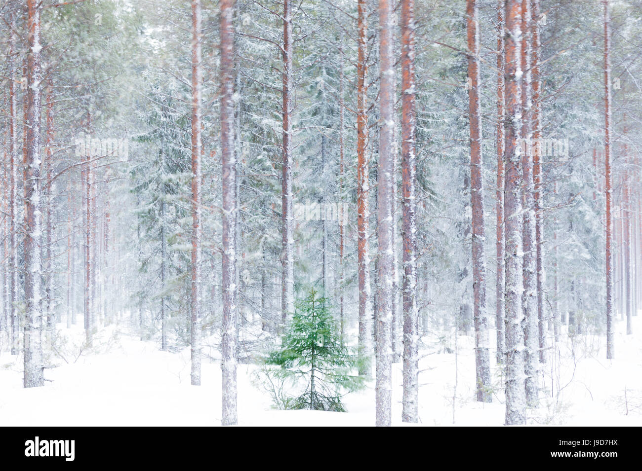 De grands arbres dans la Snowy Woods enveloppé dans la brume matinale, Alaniemi, Rovaniemi, Laponie, Finlande, Europe région Banque D'Images