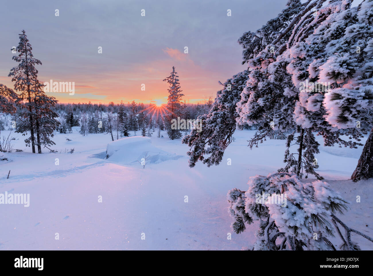 Lumières de l'Arctique rose coucher du soleil illuminent le Snowy Woods, Vennivaara, Rovaniemi, Laponie, Finlande, Europe région Banque D'Images