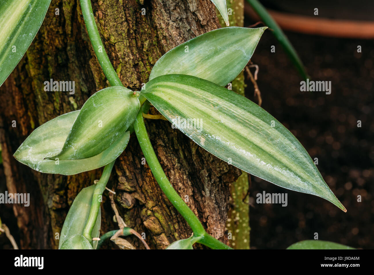 Les feuilles vertes de Vanilla planifolia Jacks Ex Andrews. Il est originaire du Mexique et d'Amérique centrale, et est l'une des principales sources pour la vanille F Banque D'Images