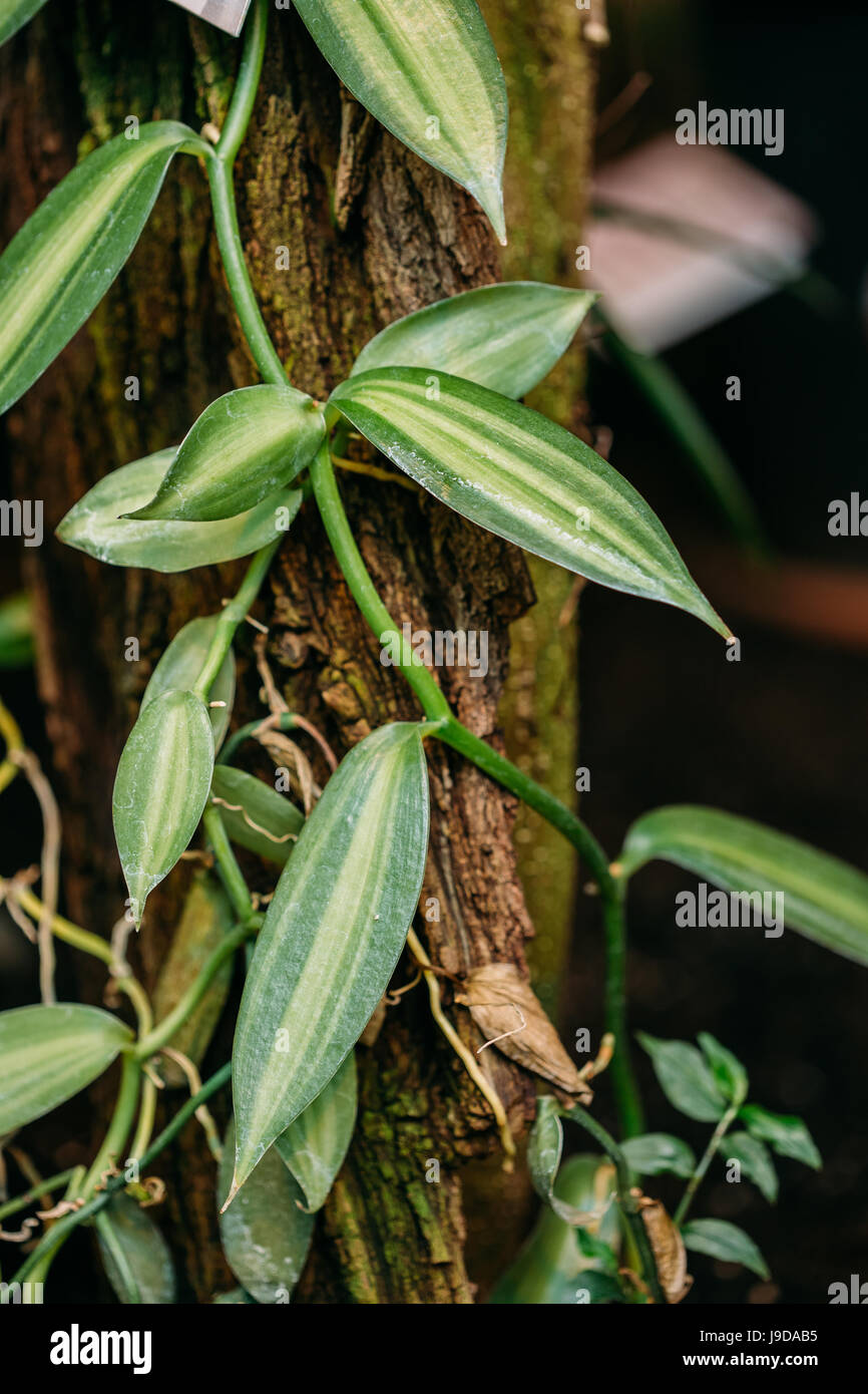 Les feuilles vertes de Vanilla planifolia Jacks Ex Andrews. Il est originaire du Mexique et d'Amérique centrale, et est l'une des principales sources pour la vanille F Banque D'Images
