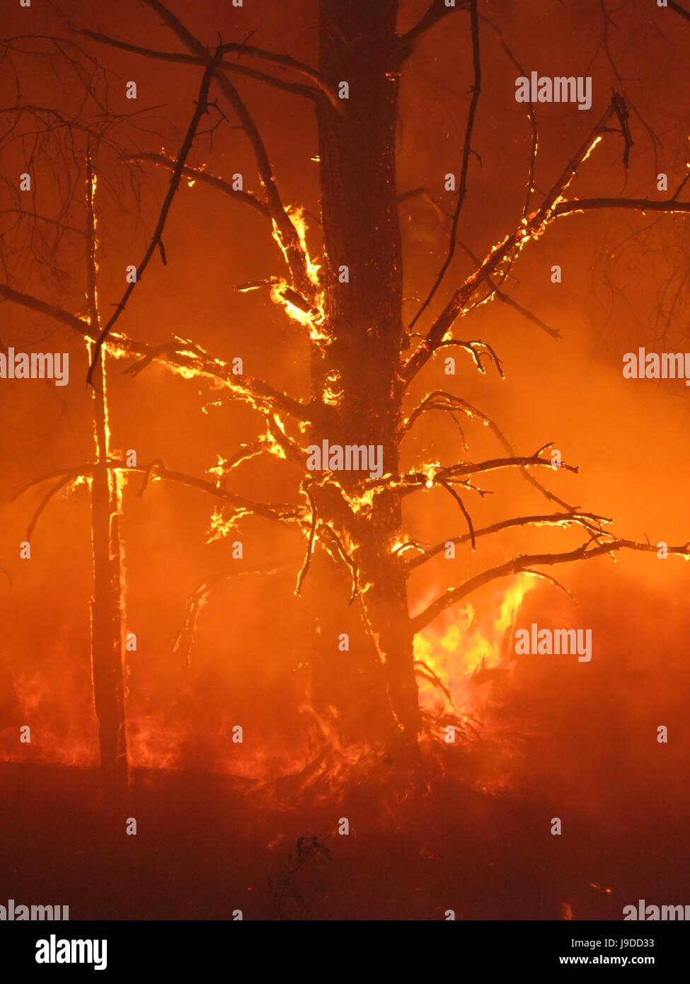 Incendie, incendie, les flammes, les flammes, l'enfer, catastrophe, incendie, Sparkle, brûler, Banque D'Images