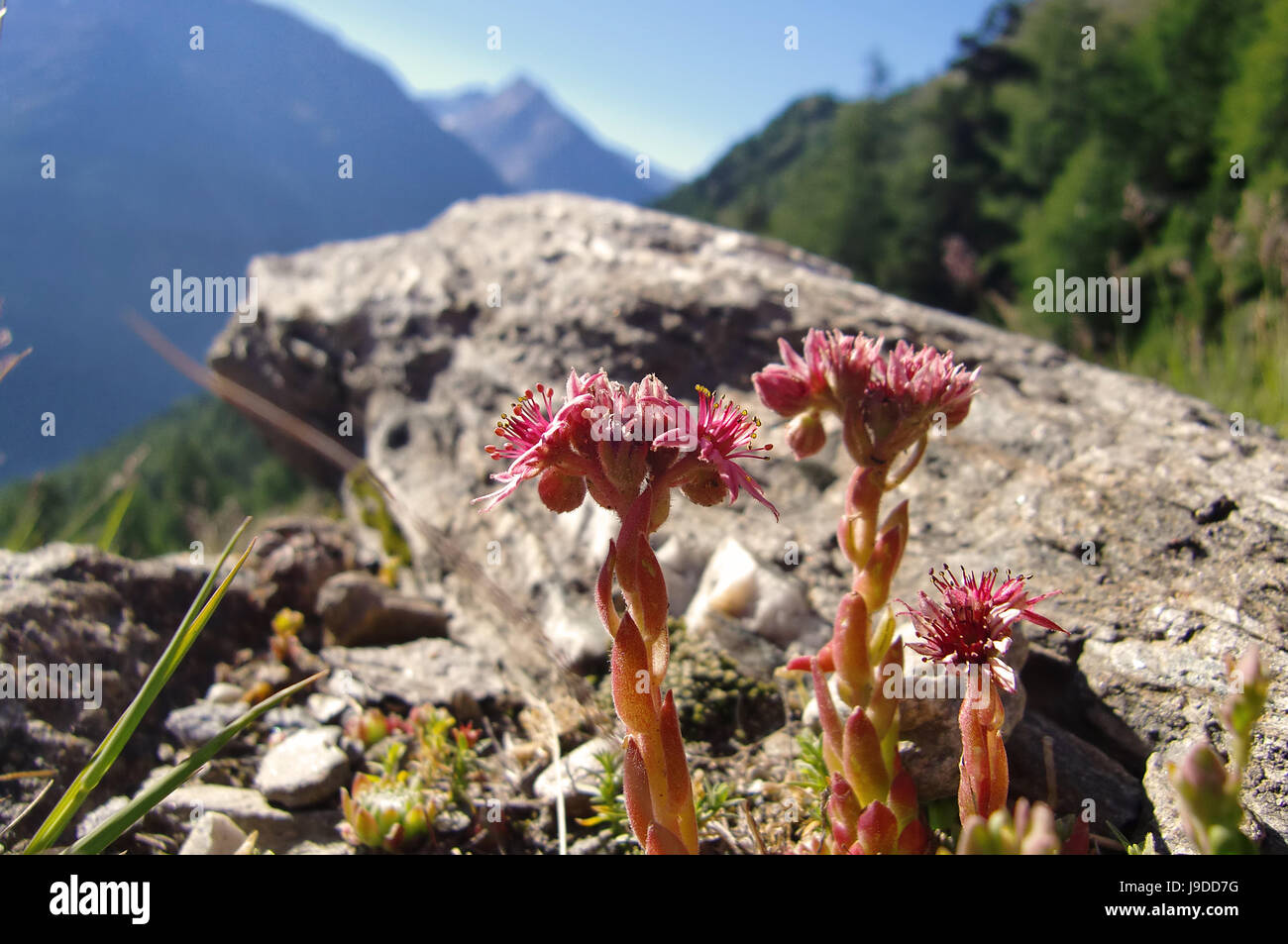 Fleur, plante, fleurs, fleurir, s'épanouir, en plein essor, l'été, summerly, alpine Banque D'Images
