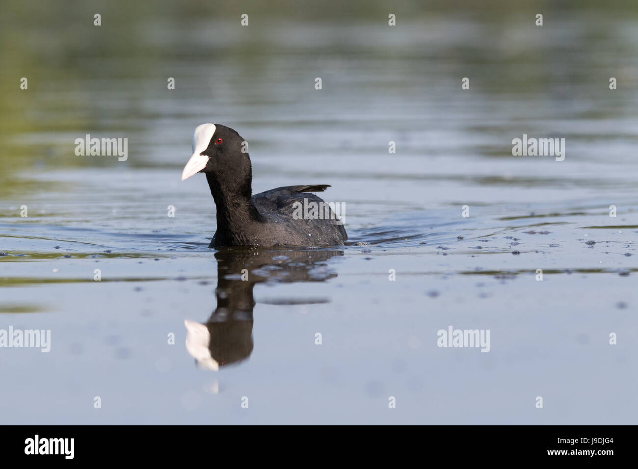 Foulque à la colère Banque D'Images
