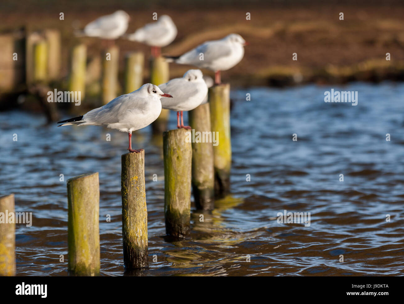 Mouette noir mâles en plumage nuptial non hiver debout sur des postes dans un lac Banque D'Images