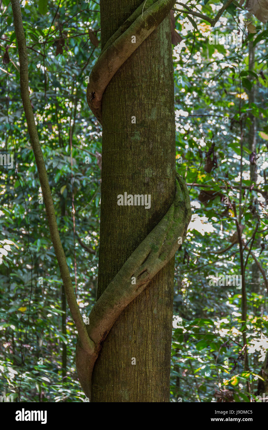Usine meurtrière étrangler l'arbre. Sabah, Bornéo, Malaisie. Banque D'Images