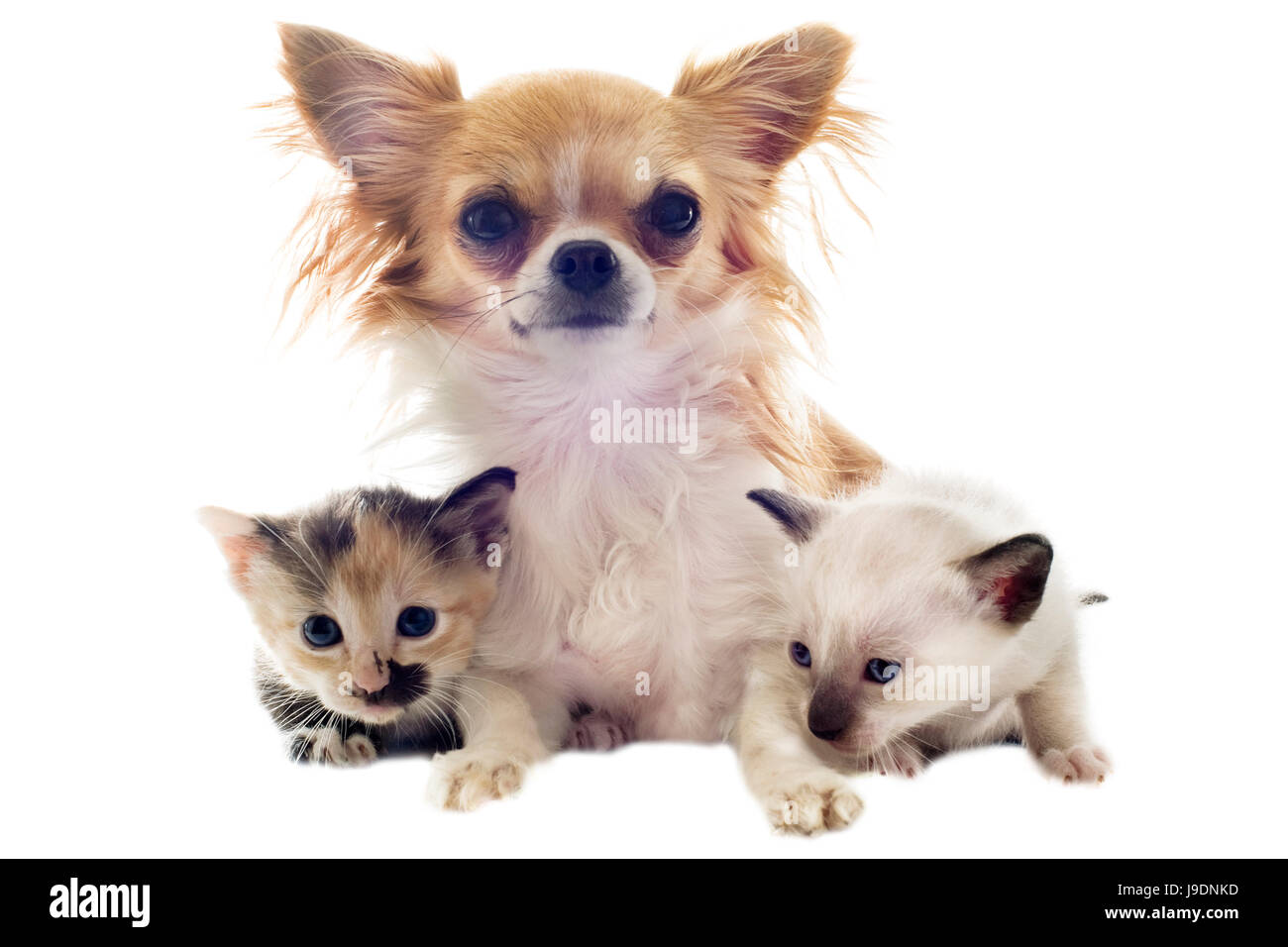 Amitié, chats, chien, chiot, chat, bébé chaton, pussycat, chat, chat domestique, Banque D'Images