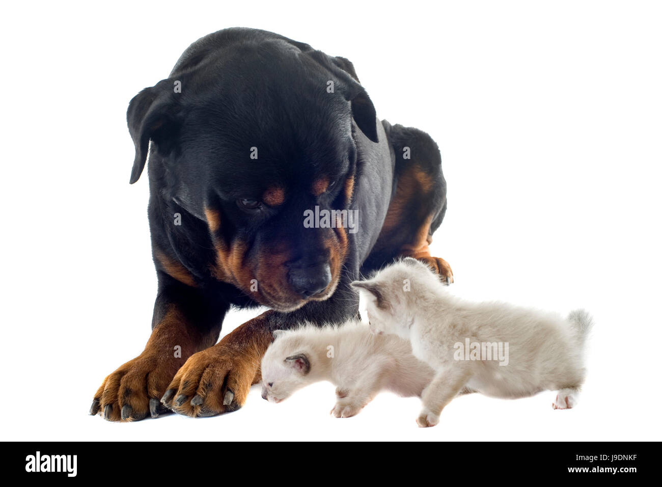 Bébé chien, chat, chaton, rottweiler, pussycat, chat, chat domestique, l'amitié, Banque D'Images