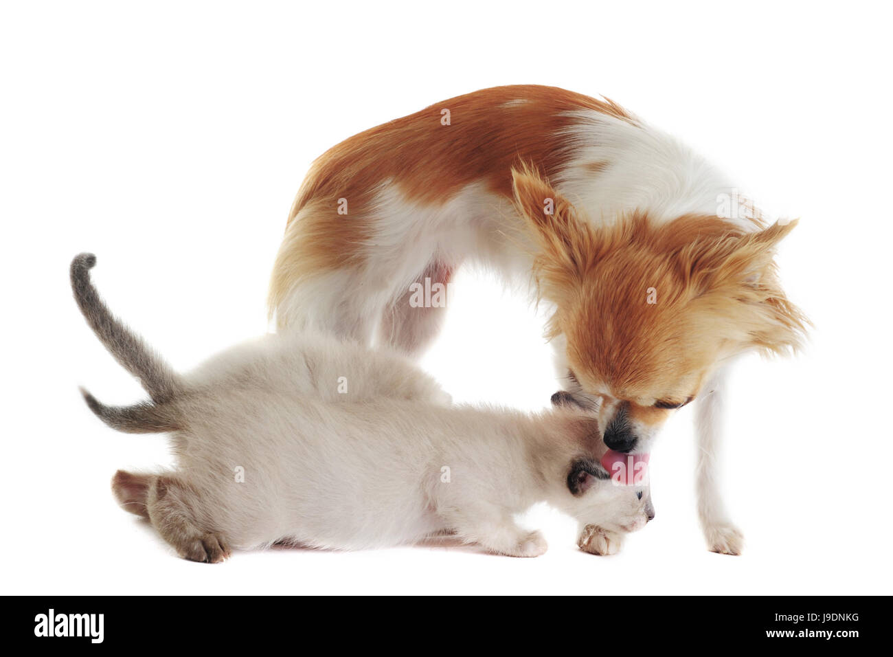 Chien, chat, chiot, chaton bébé, pussycat, chat, chat domestique, siamois, l'amitié, Banque D'Images