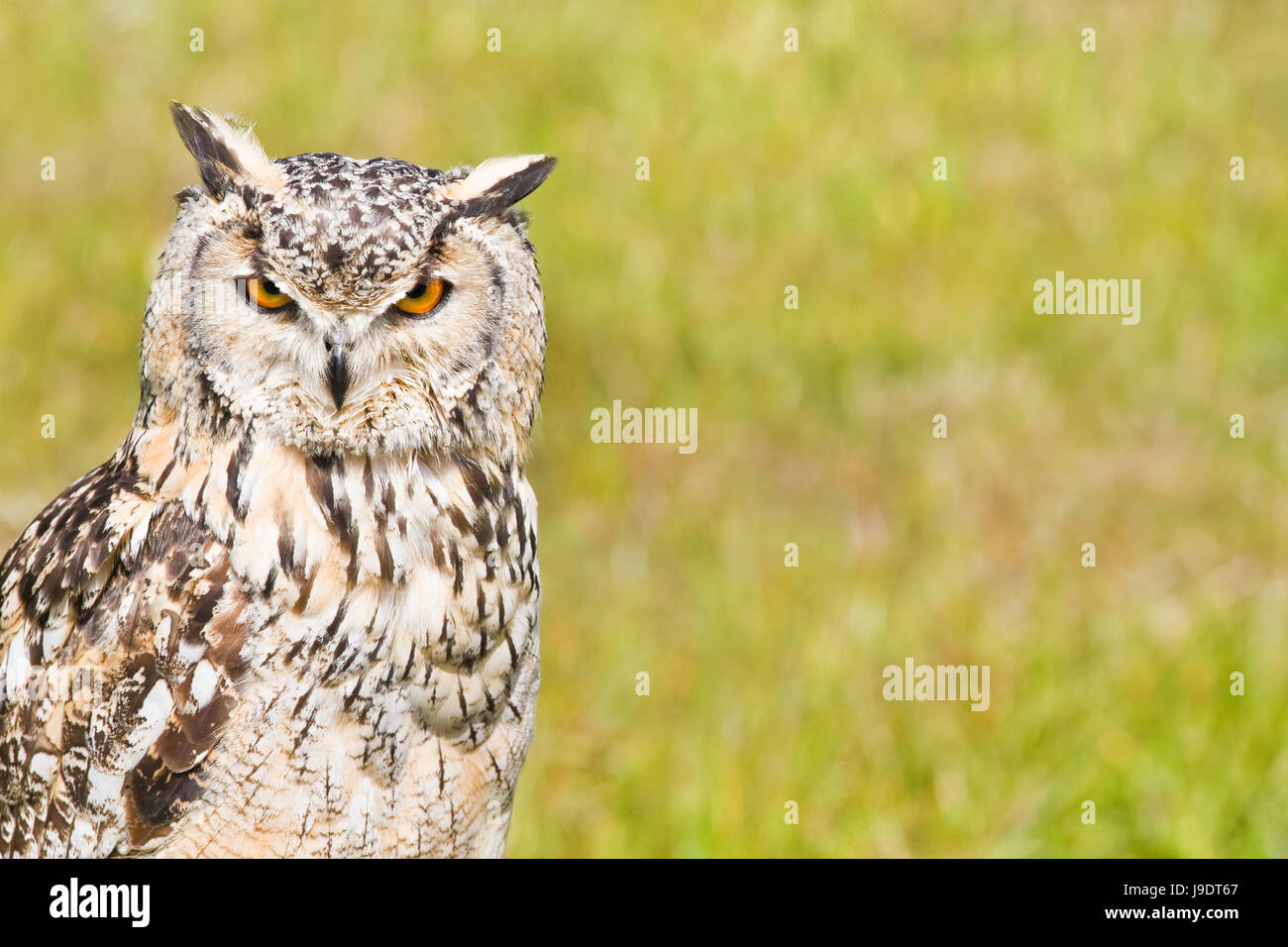 Bird, hunter, OWL, blanc, grand, grand, énorme, extreme, puissant, imposant, Banque D'Images