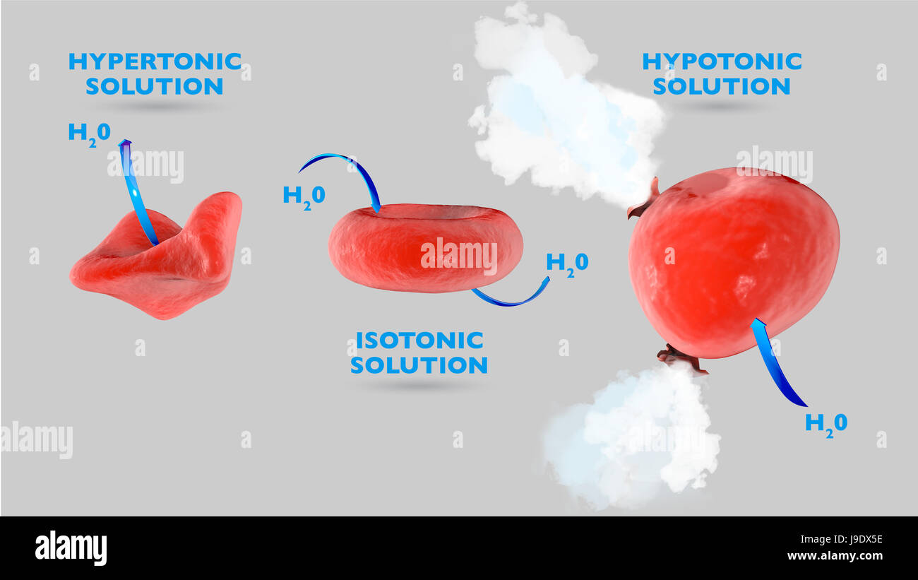 L'osmose cellulaire, cellule dans une solution isotonique, cellule de solution hypertonique, cellule dans une solution hypotonique, l'échange de flux Banque D'Images