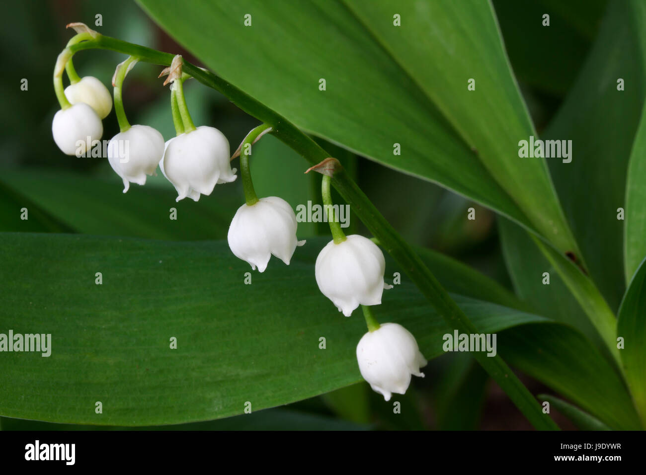 Fleur, plante, fleurs, fleurir, s'épanouir et florissante, vierge, européen, Banque D'Images