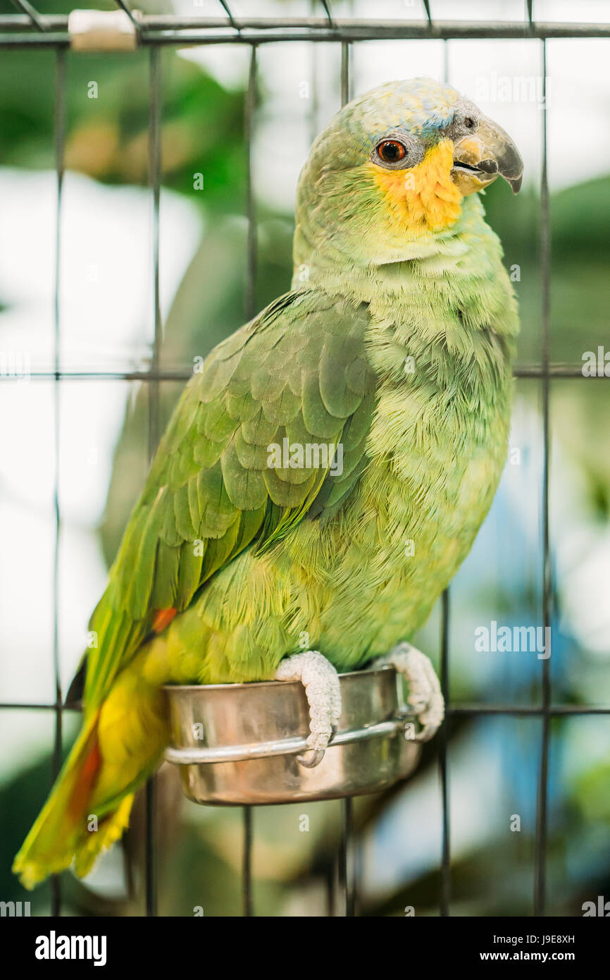 L'Orange-winged Amazon ou Amazona Amazonica, aussi connu localement sous le  nom de Orange-winged Parrot et Loro Guaro, est un grand Amazon Parrot. Cage  à oiseaux sauvages Photo Stock - Alamy