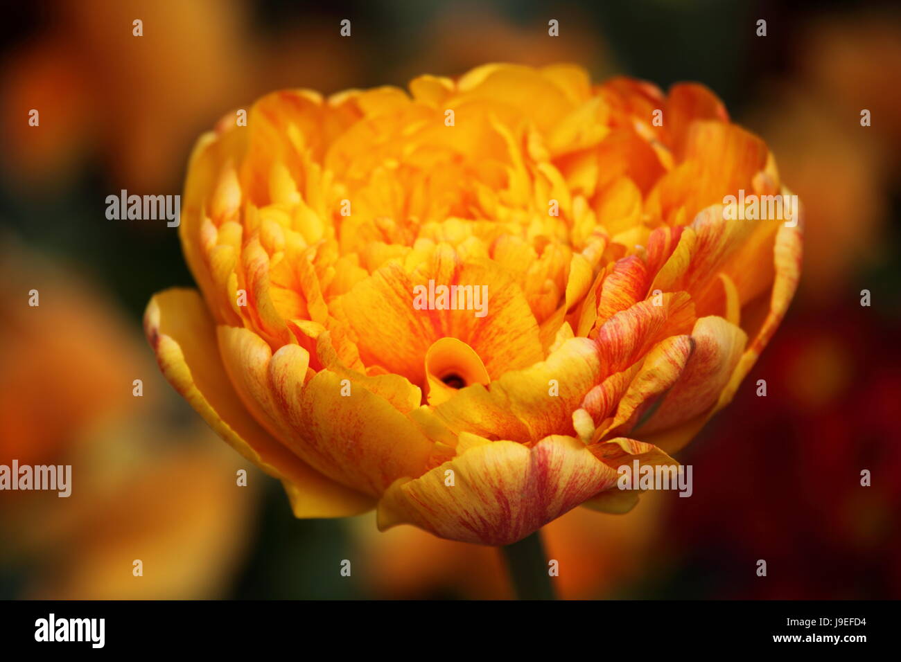 Fleur, plante, tulipe, fleur de printemps, libération, bulbes fleuris, orange, farcis, Banque D'Images