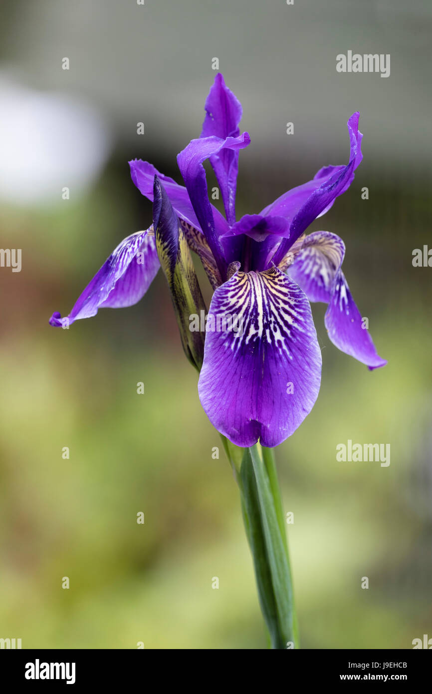 Formulaire bleu foncé de la fleur Iris chrysographes normalement. Floraison en juin. Banque D'Images