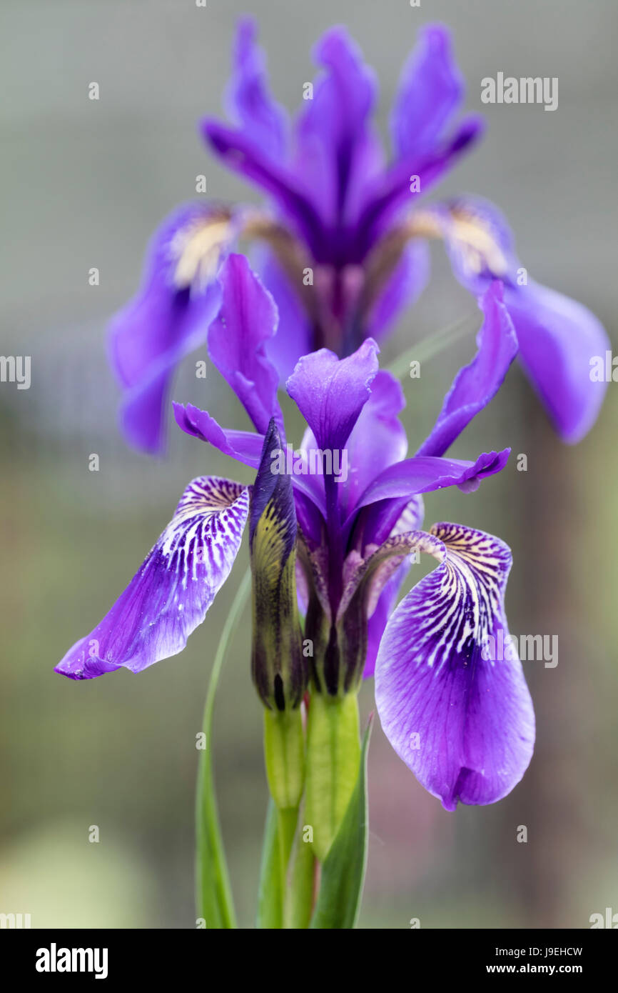 Formulaire bleu foncé de la fleur Iris chrysographes normalement. Floraison en juin. Banque D'Images