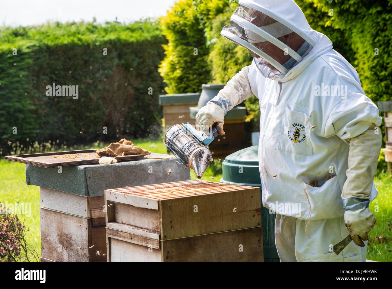 À l'aide de l'apiculteur fumeur de pacifier la colonie d'abeilles avant l'inspection, Norfolk, Angleterre, peut. Banque D'Images