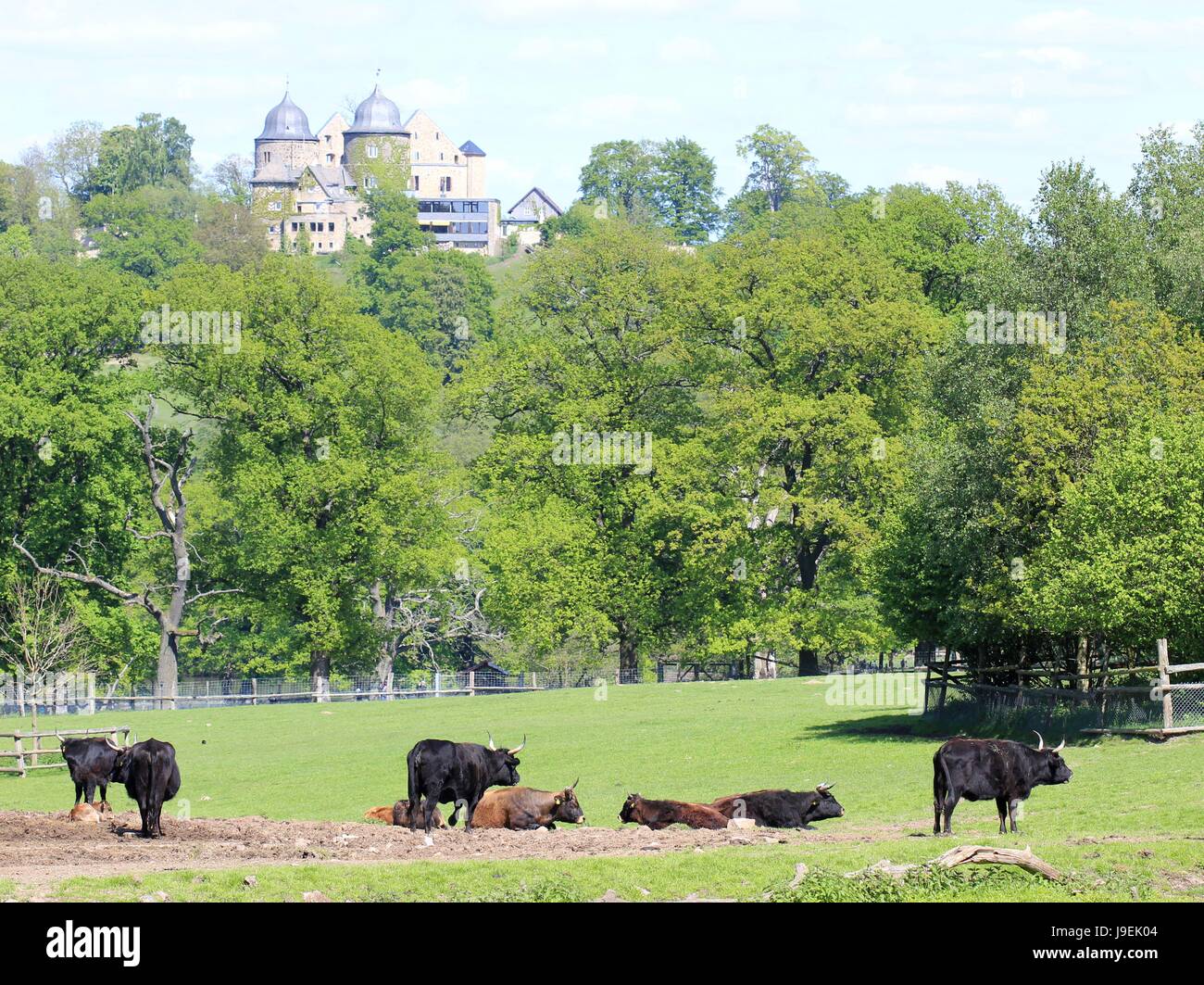 Arbre, arbres, printemps, ruine, conte, conte, forêt, château, Château, heckrind, Banque D'Images
