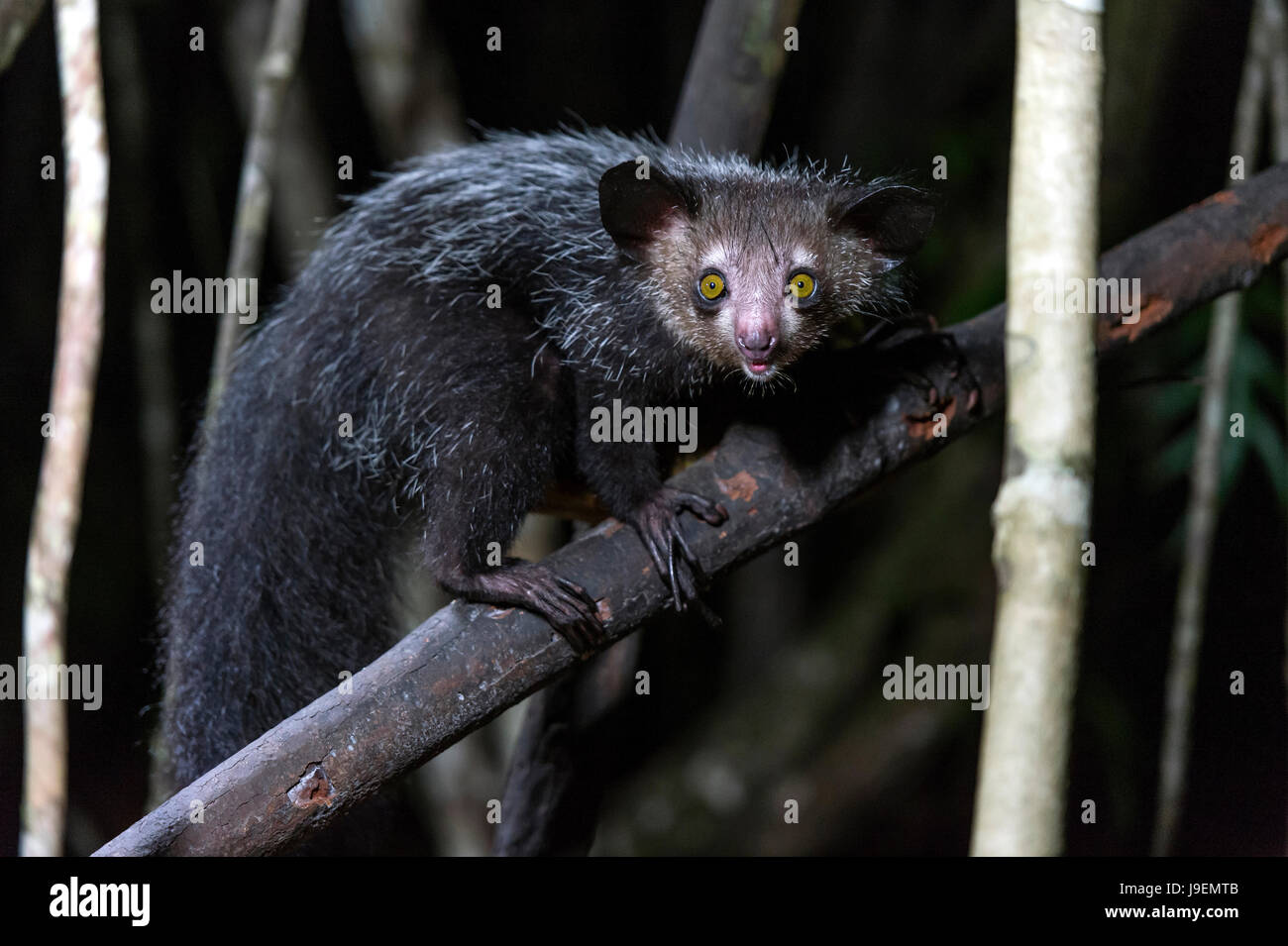 (Daubentonia madagascariensis Aye-Aye nocturne), Ankanin Ny Nofy, Madagascar Banque D'Images