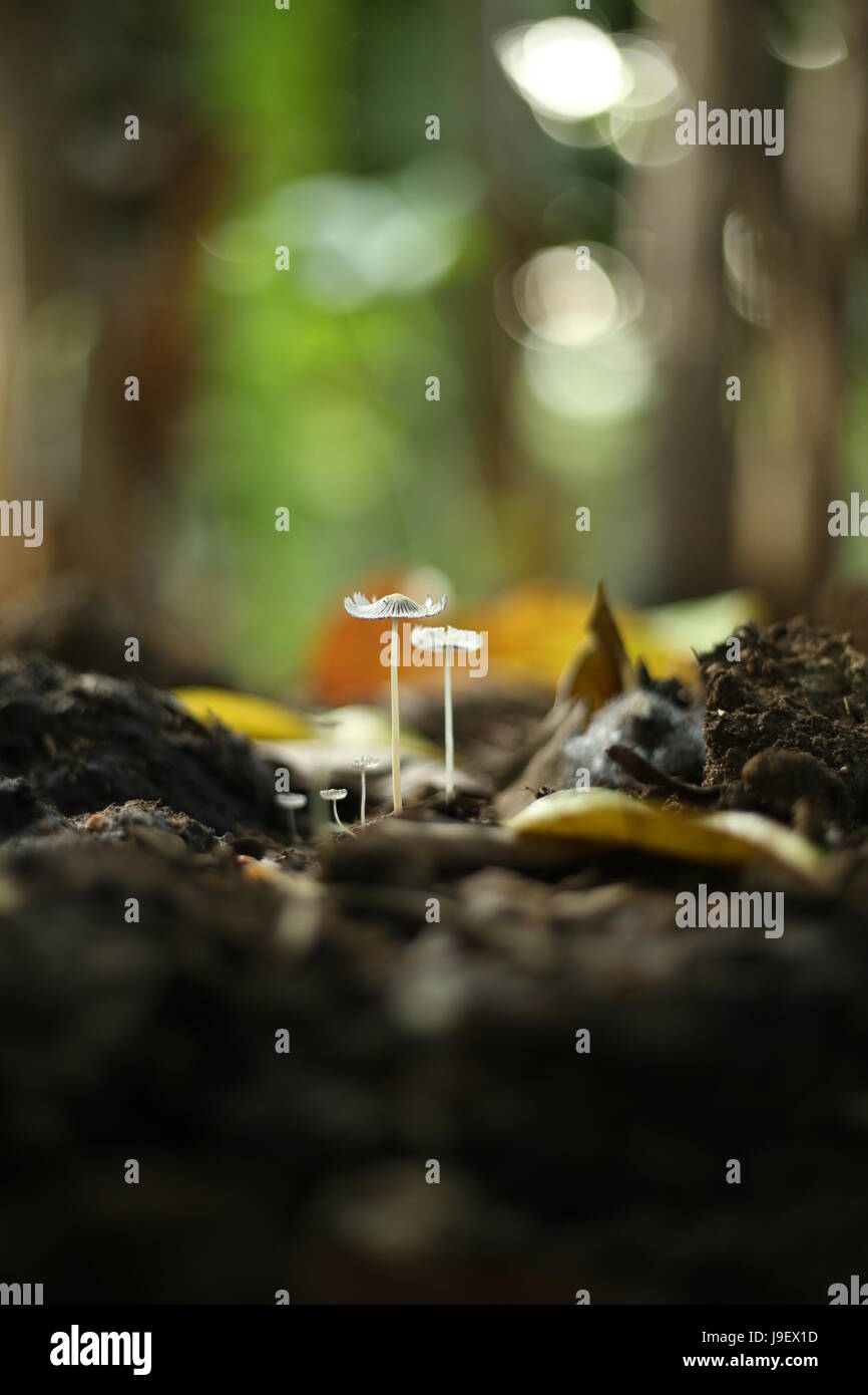 Dieux propre pays Banque D'Images