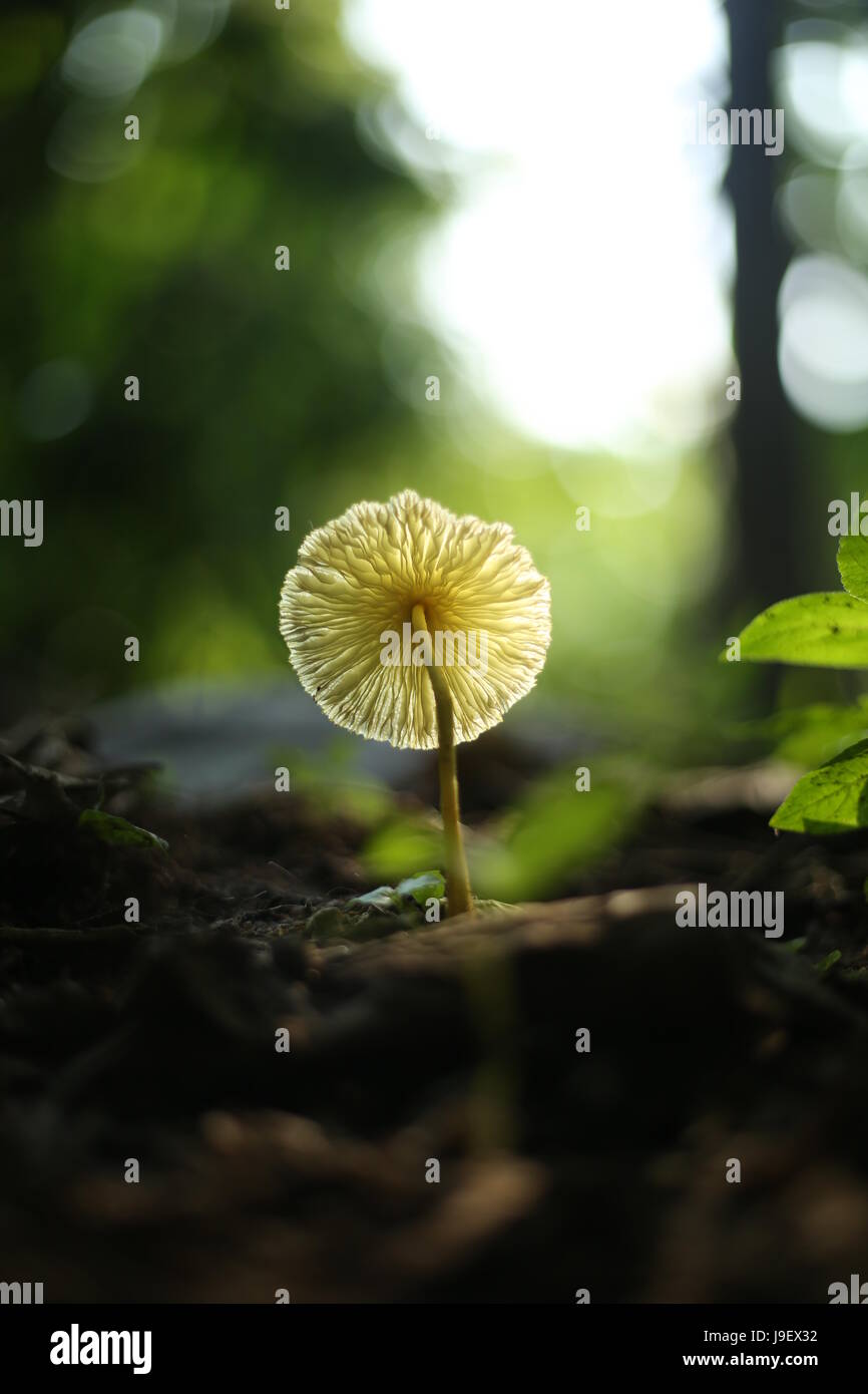 Dieux propre pays Banque D'Images