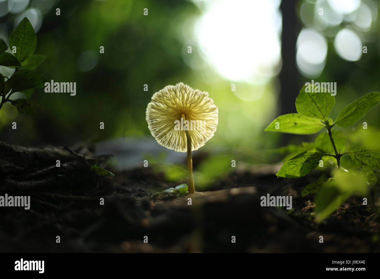 Dieux propre pays Banque D'Images