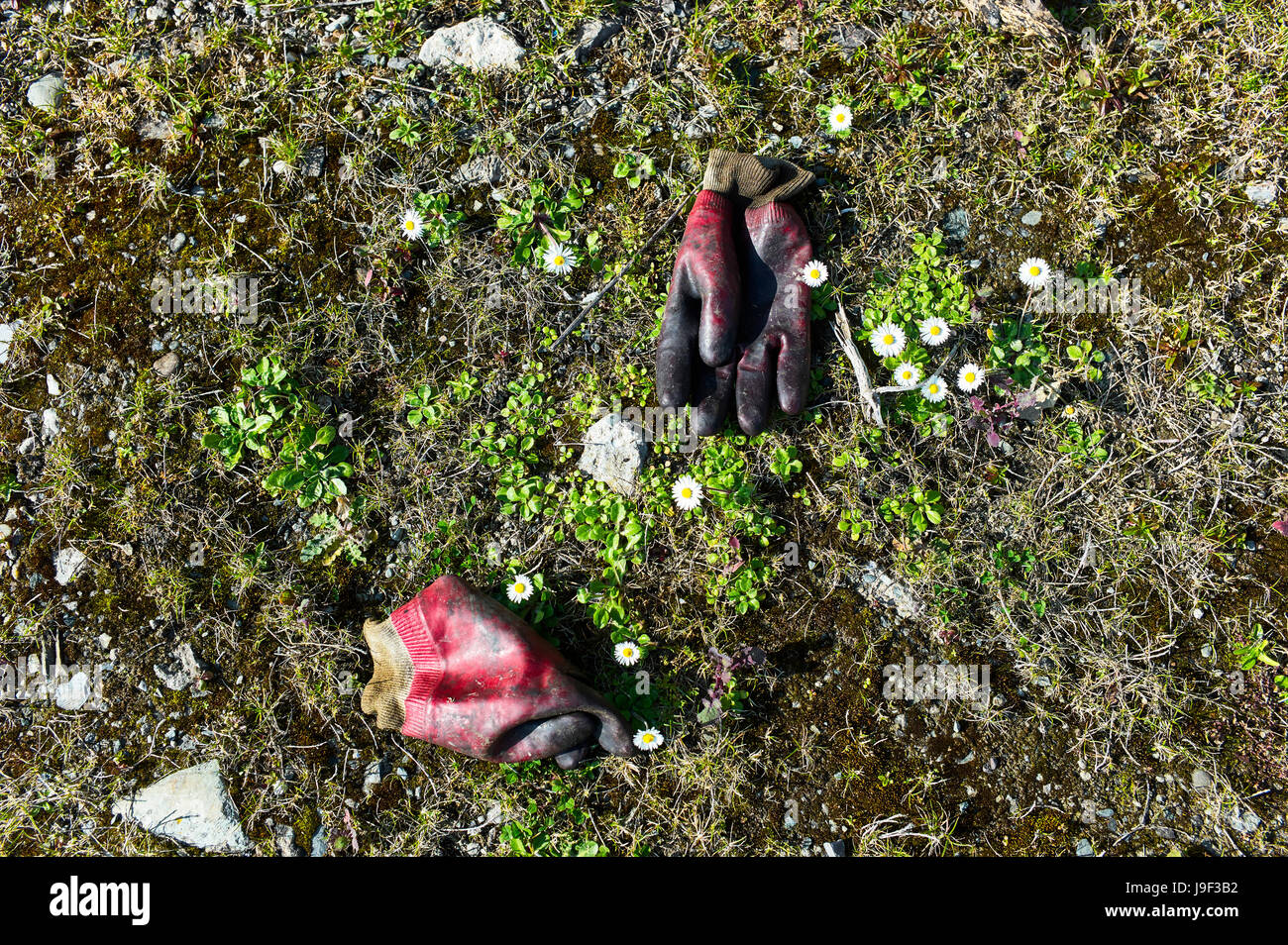 Vieux gants de caoutchouc abandonné sur le sol avec daisies Banque D'Images