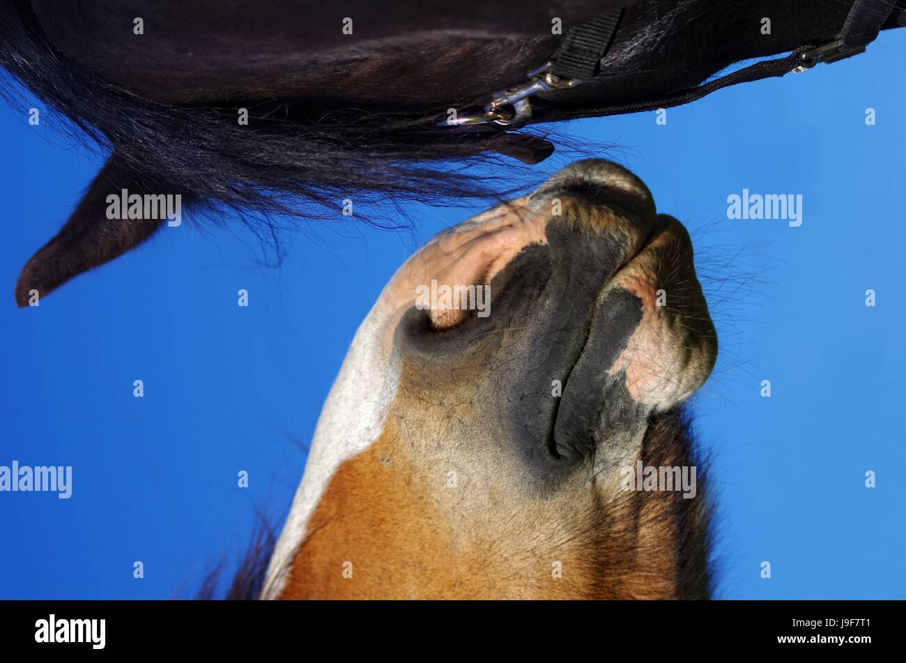 Chevaux frison dans la nature Banque D'Images