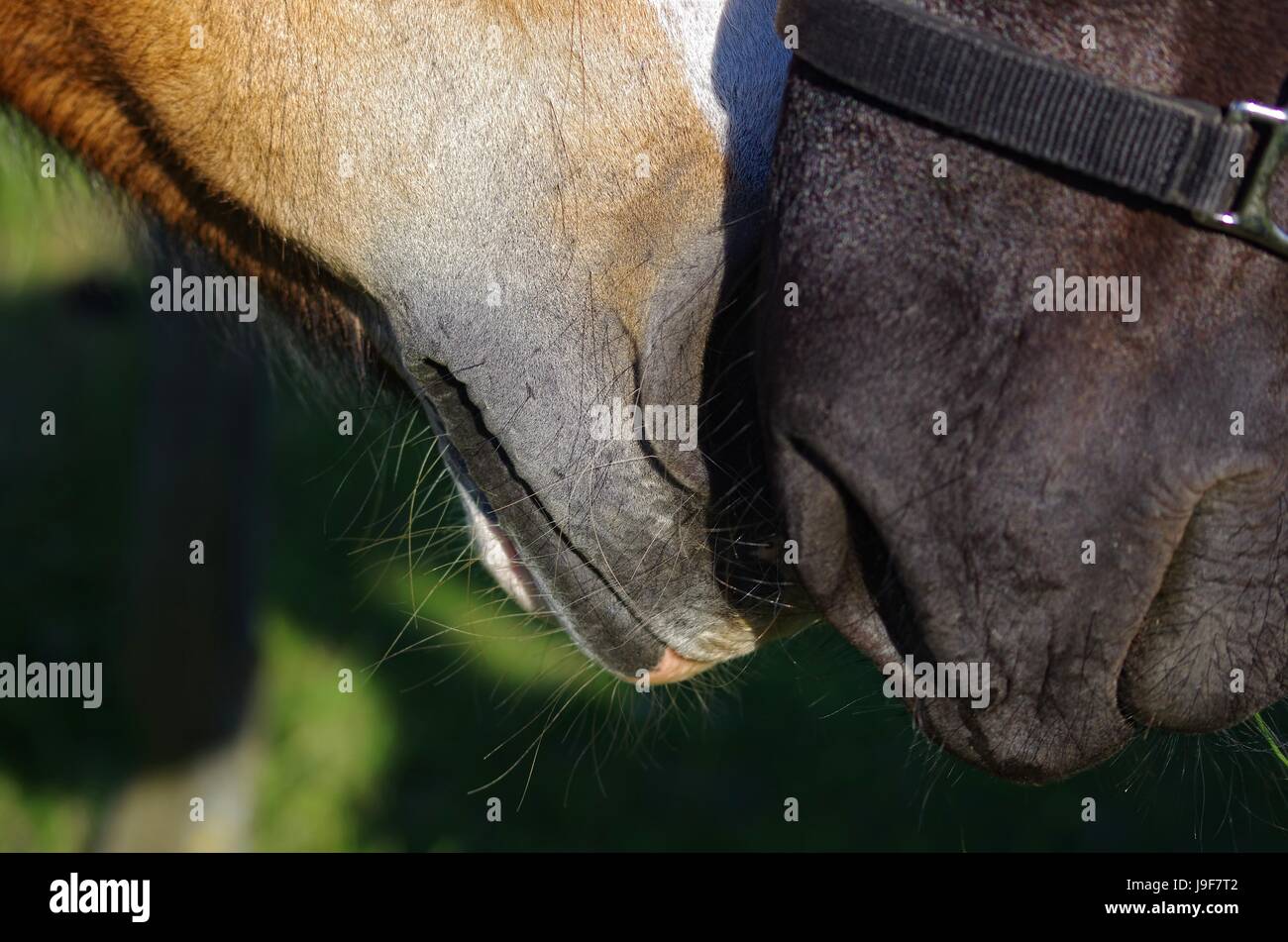 Chevaux frison dans la nature Banque D'Images