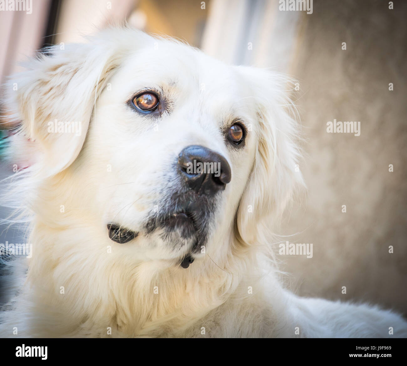Yeux d’or Banque D'Images