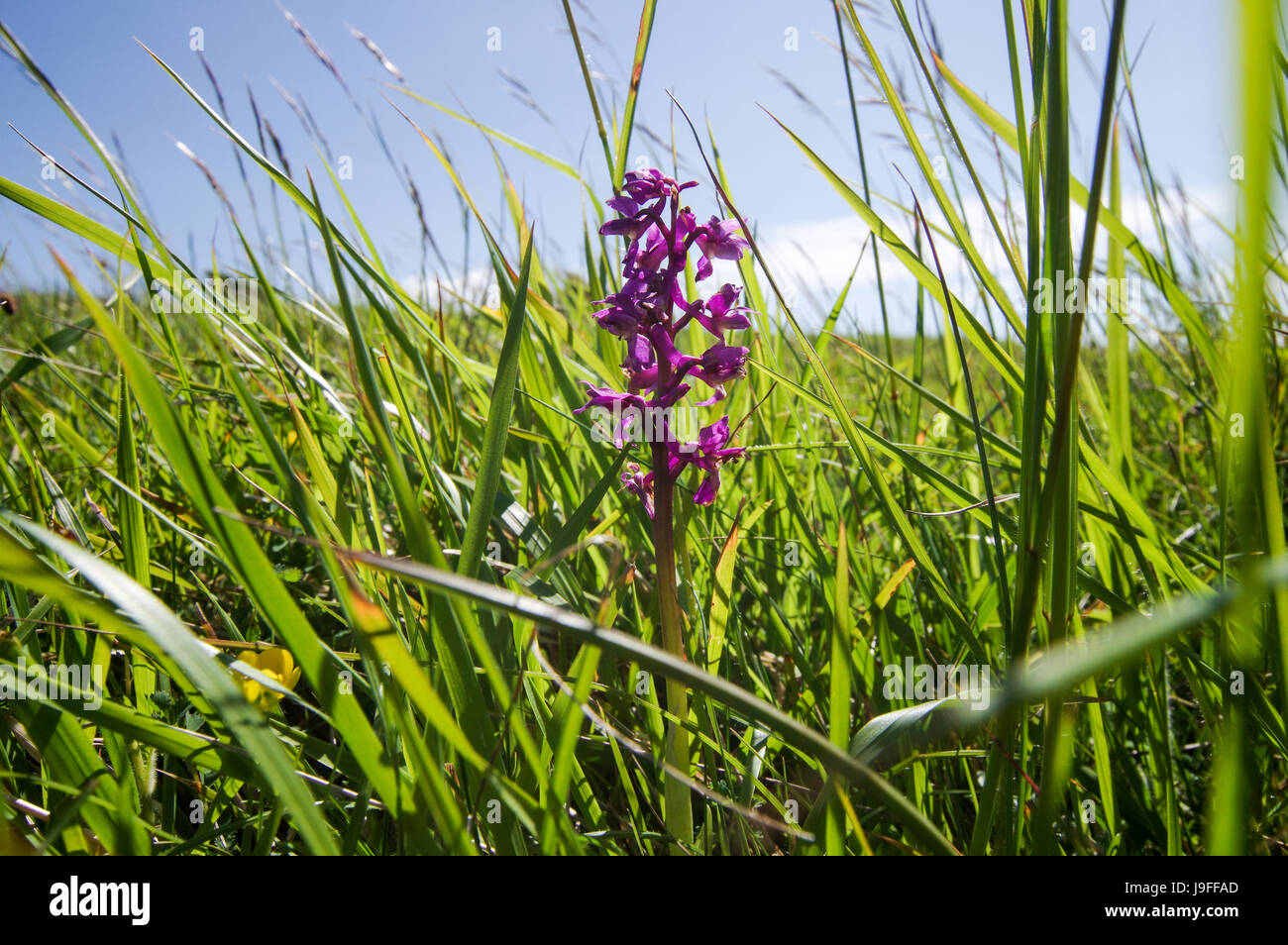 L'orchidée pourpre croissant sur les South Downs dans West Sussex Banque D'Images