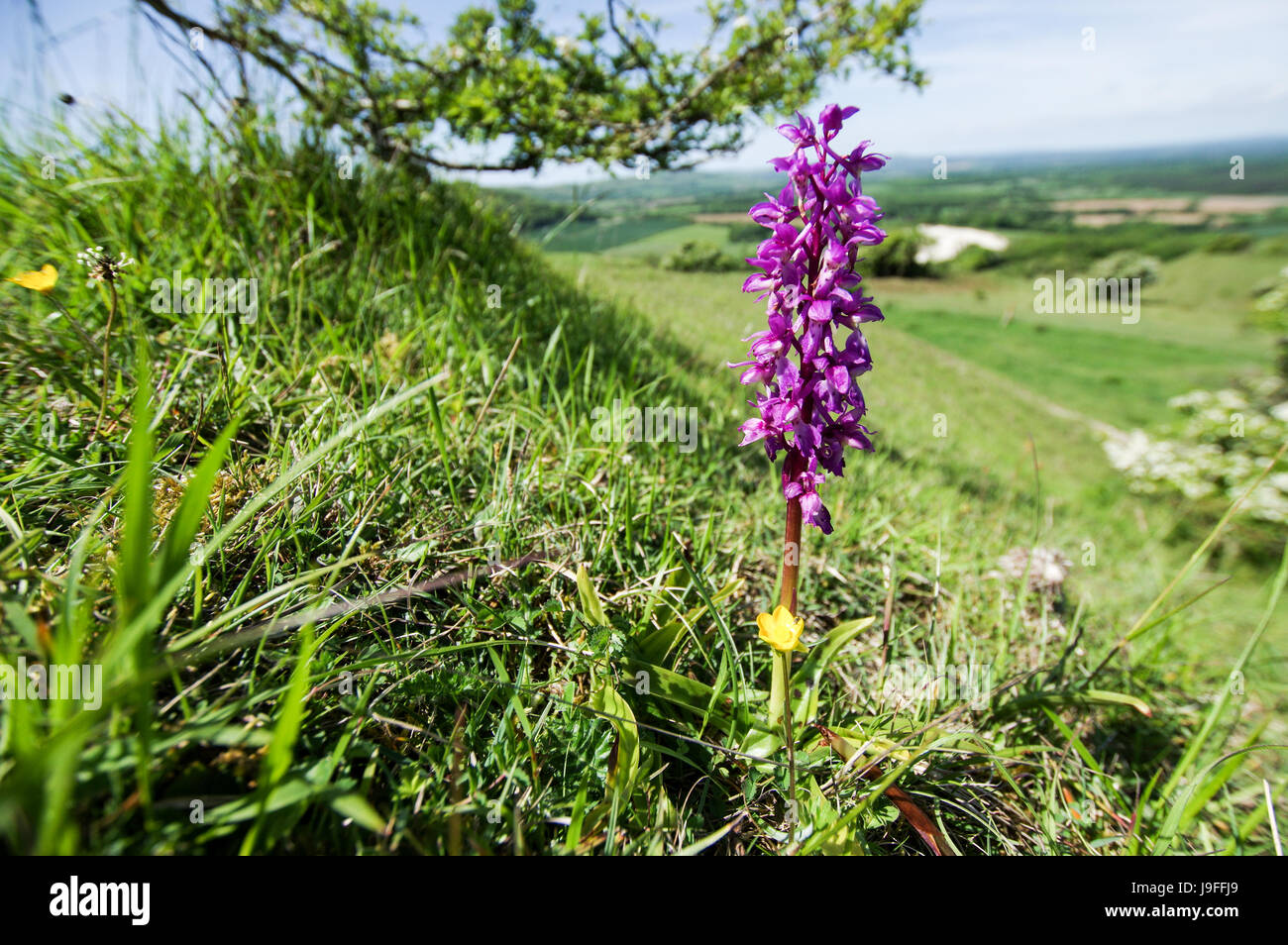 L'orchidée pourpre croissant sur les South Downs dans West Sussex Banque D'Images