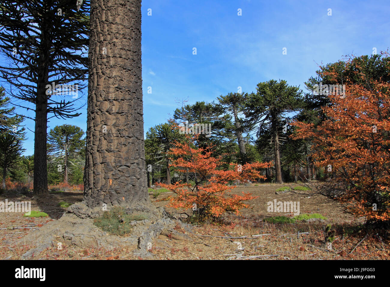 Monkey Puzzle Araucaria, arbres, forêt, près du lac, Alumine Patagonie Argentine Banque D'Images