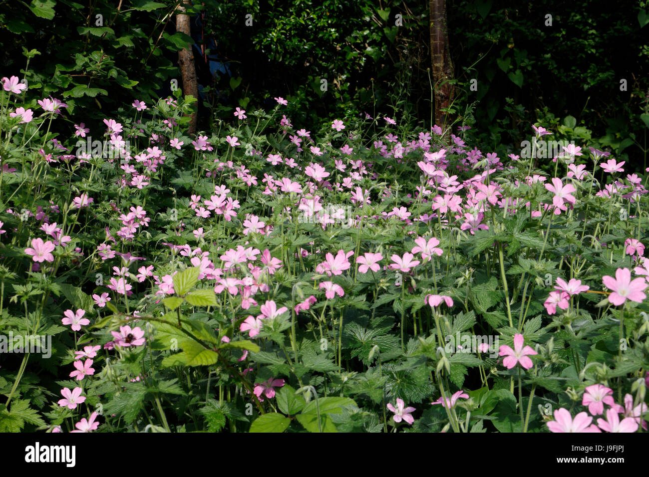 Géranium sanguin Geranium sanguineum en fleurs fleurs Banque D'Images