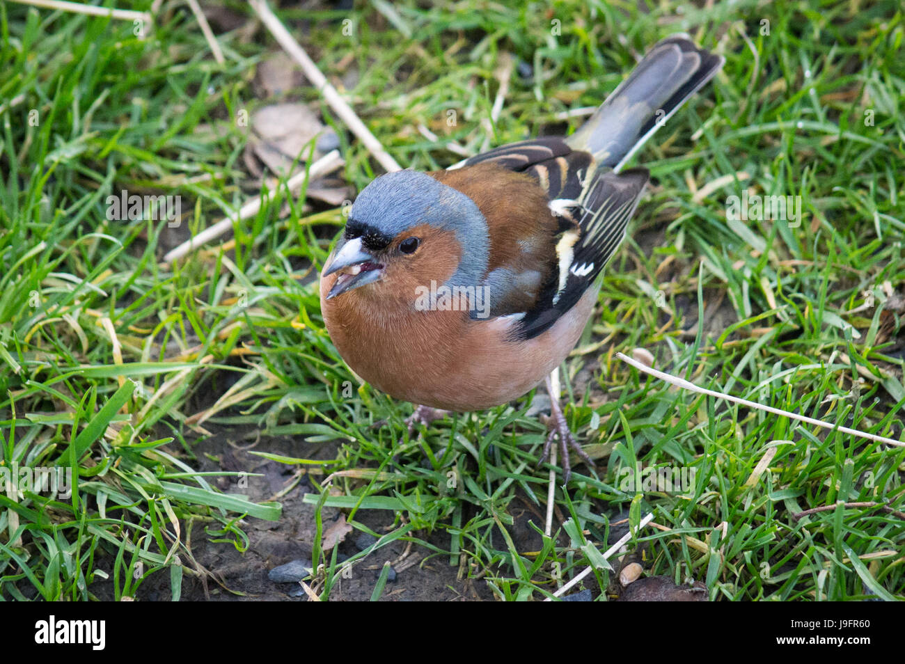 Chaffinch sur le sol avec une semence dans sa bouche Banque D'Images