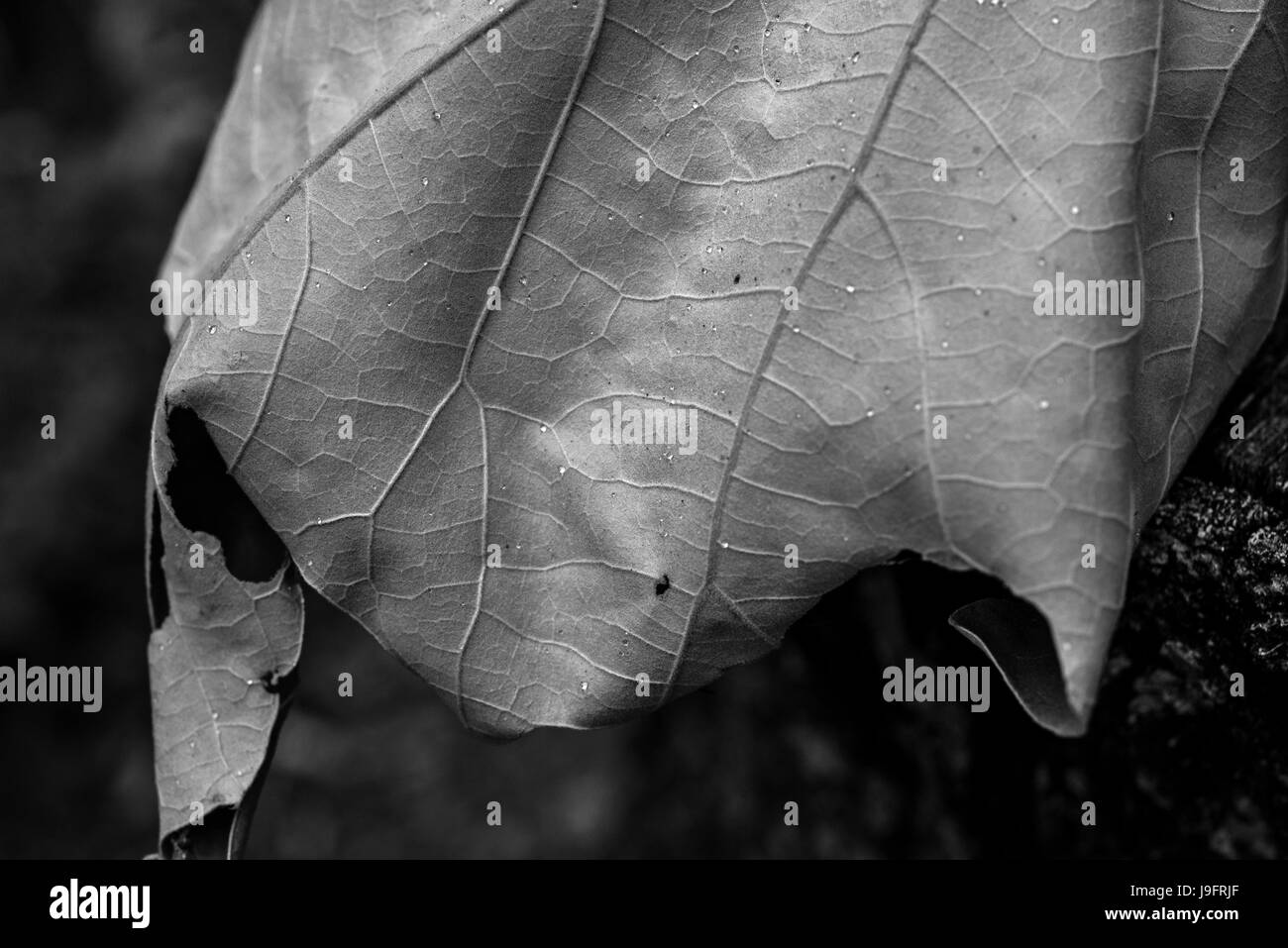 Taris leaf cluster d'un chêne. Banque D'Images