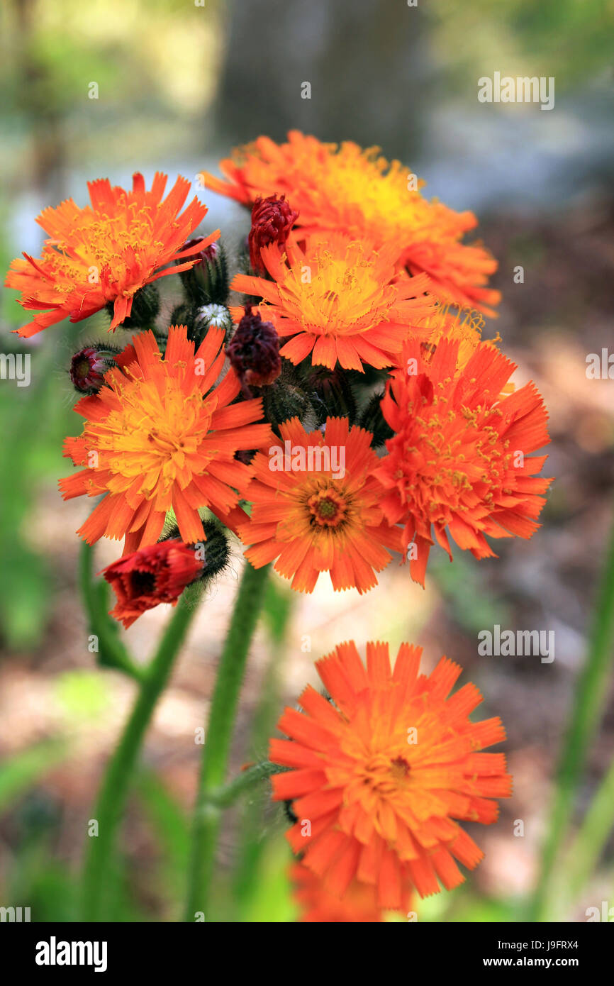 Fleur, plante, fleur, fleurs, fleurir, floraison, printemps, orange, rouge, Banque D'Images