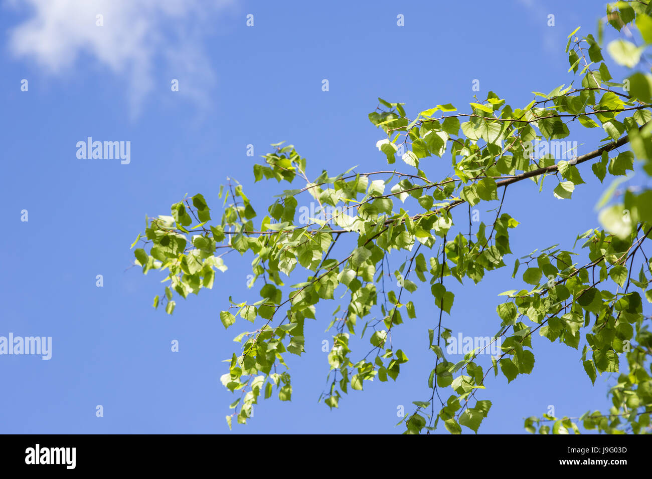 Les feuilles verdoyantes dans un bouleau au printemps. Fond de Ciel bleu. Banque D'Images