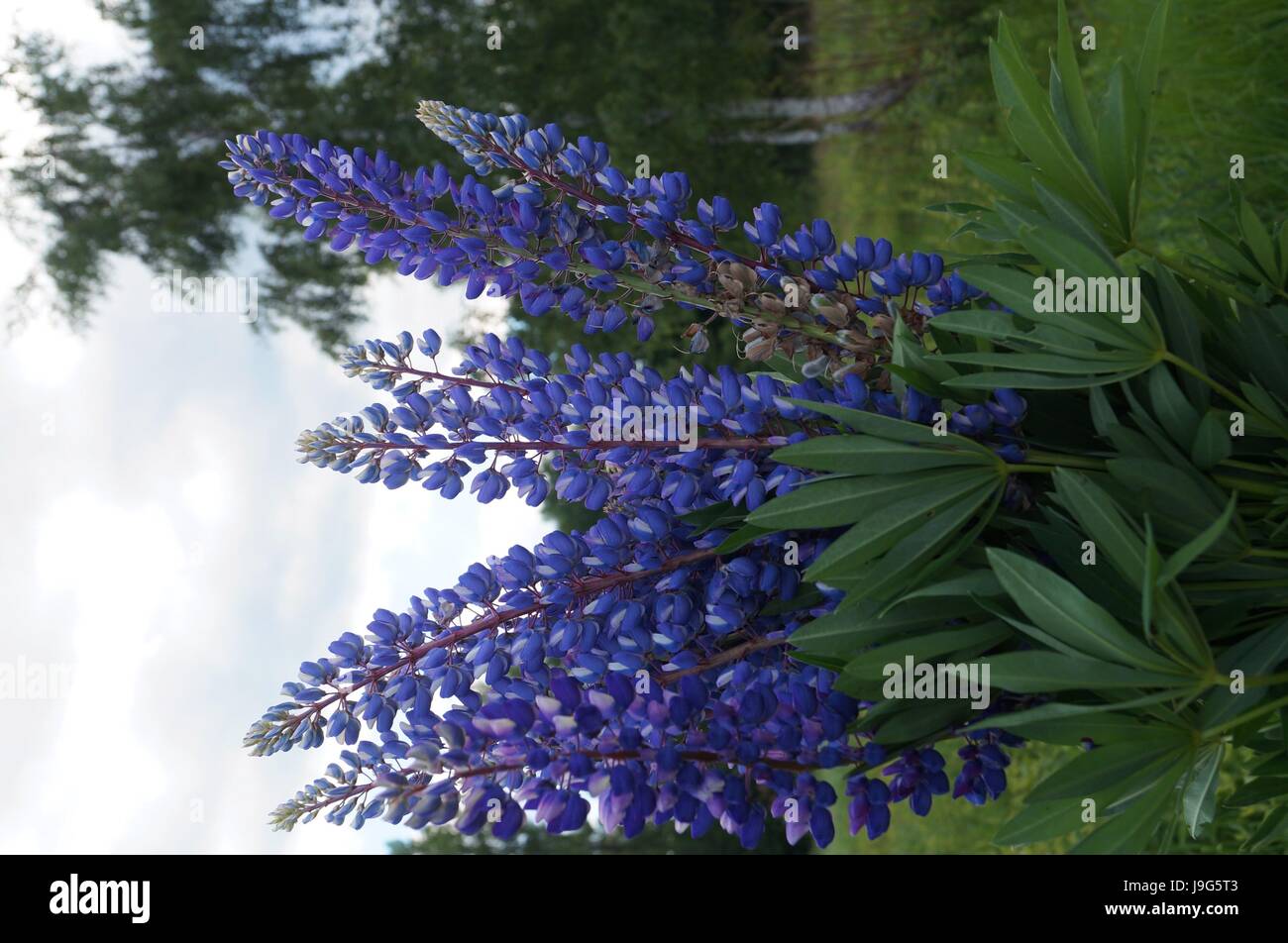 Un lupin bush avec fleurs bleues et feuilles vertes, sur un Banque D'Images