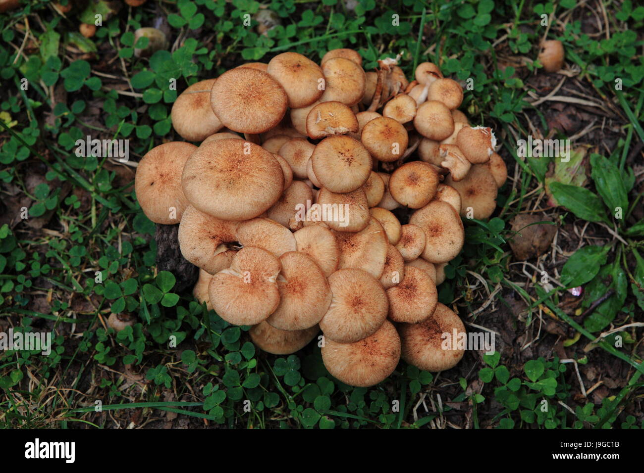 Champignons sauvages poussant dans l'État de New York, USA, Septembre 2015 Banque D'Images