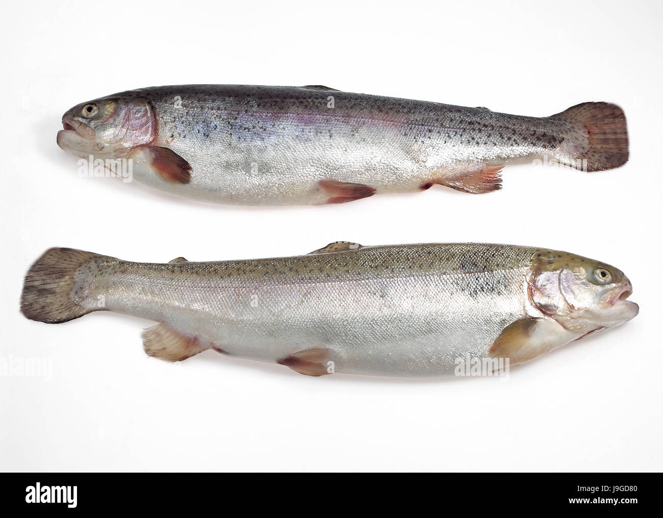La truite de mer (Salmo trutta trutta, poissons frais contre fond blanc, Banque D'Images