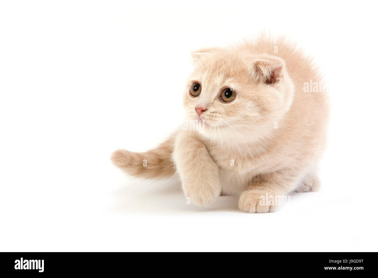 Scottish Fold crème chat domestique, 2 mois chaton standing against White Background, Banque D'Images