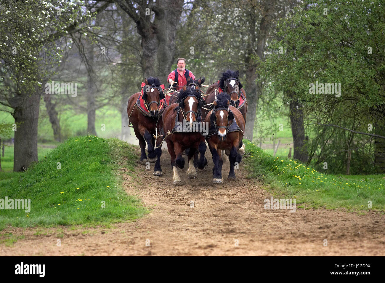 Harnaché Cob Normand, cheval de race française, Banque D'Images