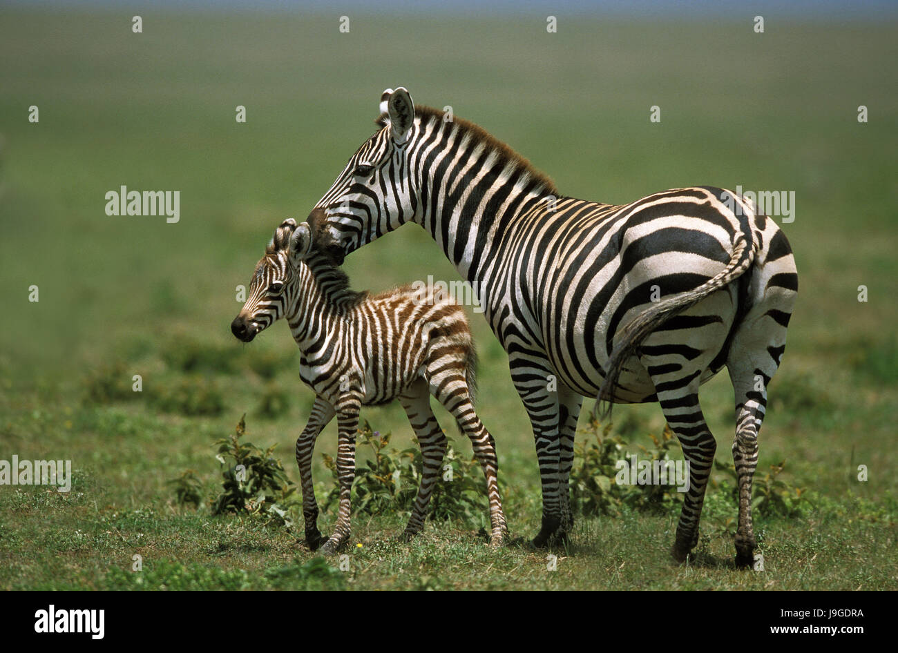 Le zèbre de Burchell, Equus burchelli, de la mère et de l'ânon, parc de Masai Mara au Kenya, Banque D'Images