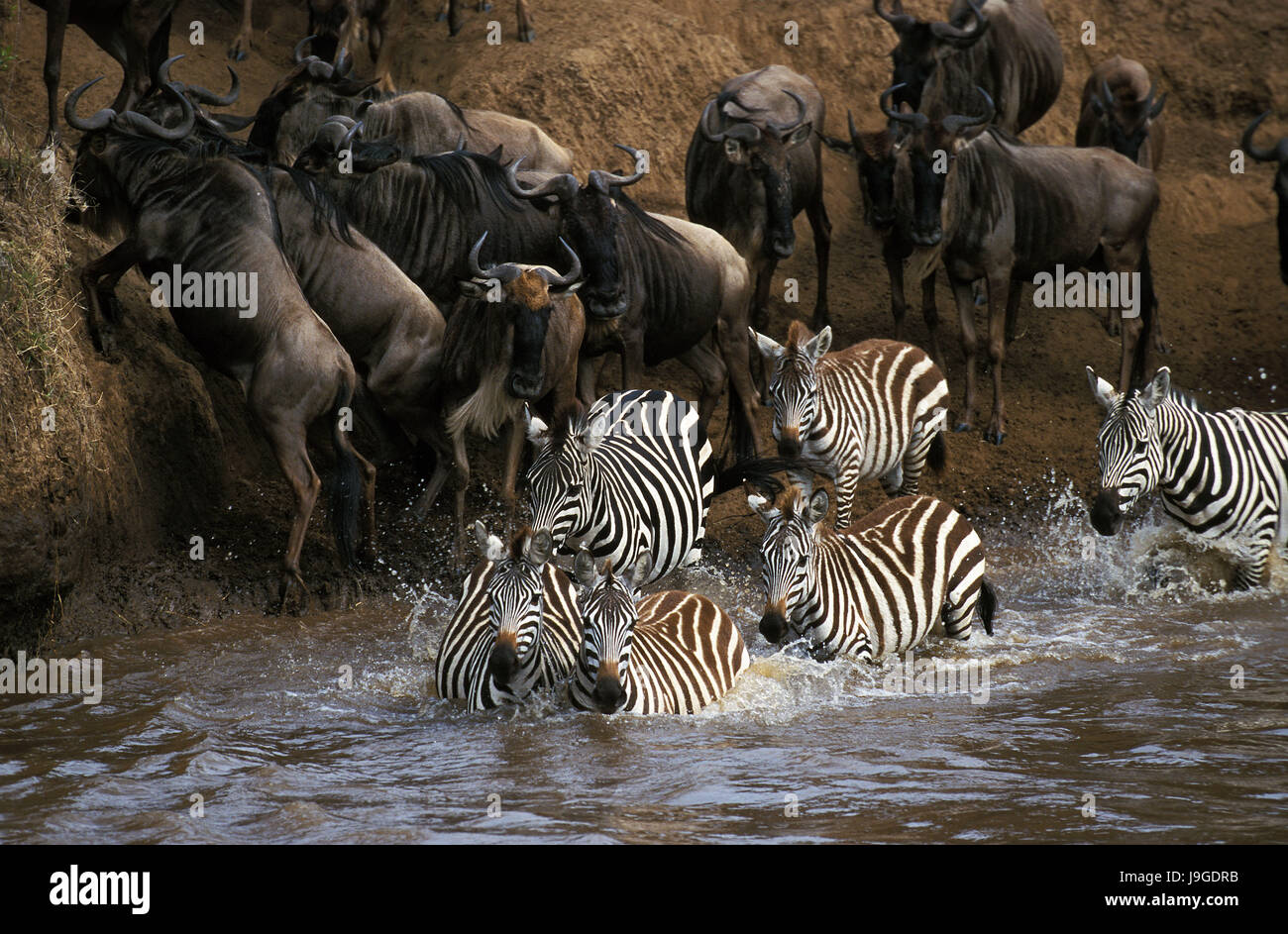 Le zèbre de Burchell, Equus burchelli, bleu et le gnou, Connochaetes taurinus, groupe traversant la rivière Mara, au cours de la migration du parc de Masai Mara au Kenya, Banque D'Images