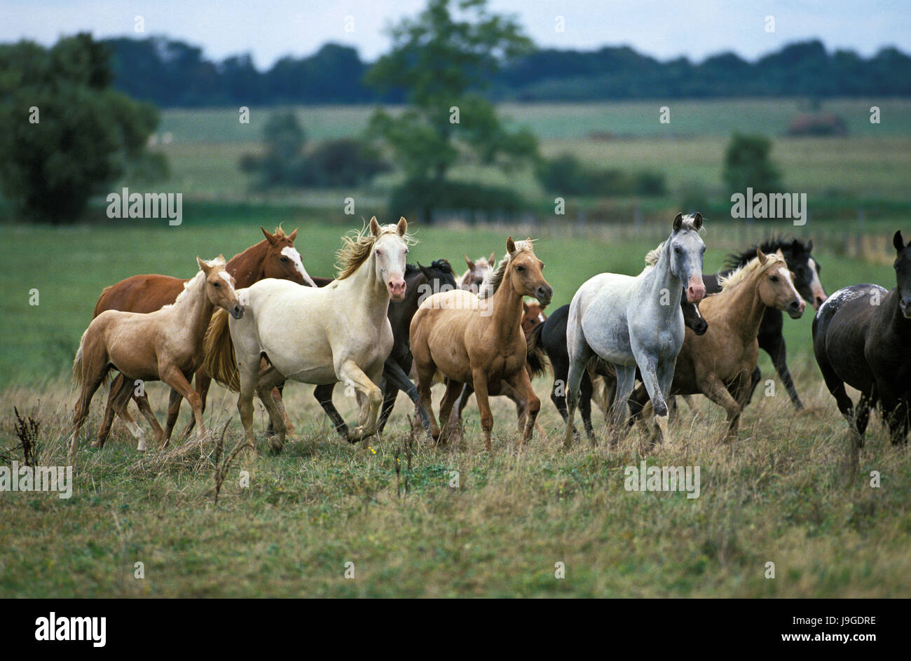 American Saddlebred Horse, troupeau dans un pré, Banque D'Images
