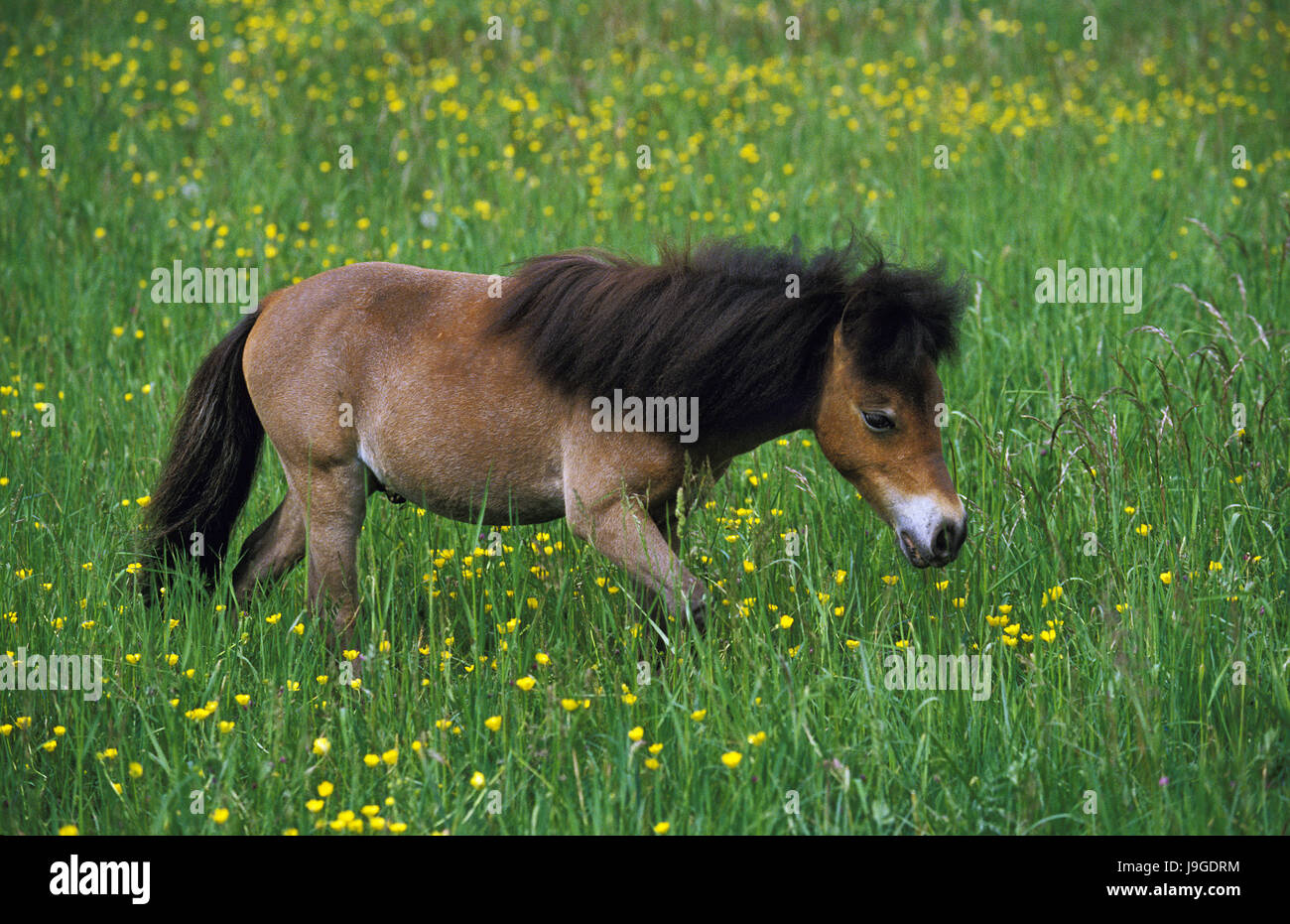 Cheval Miniature américain, des profils dans le pré, Banque D'Images