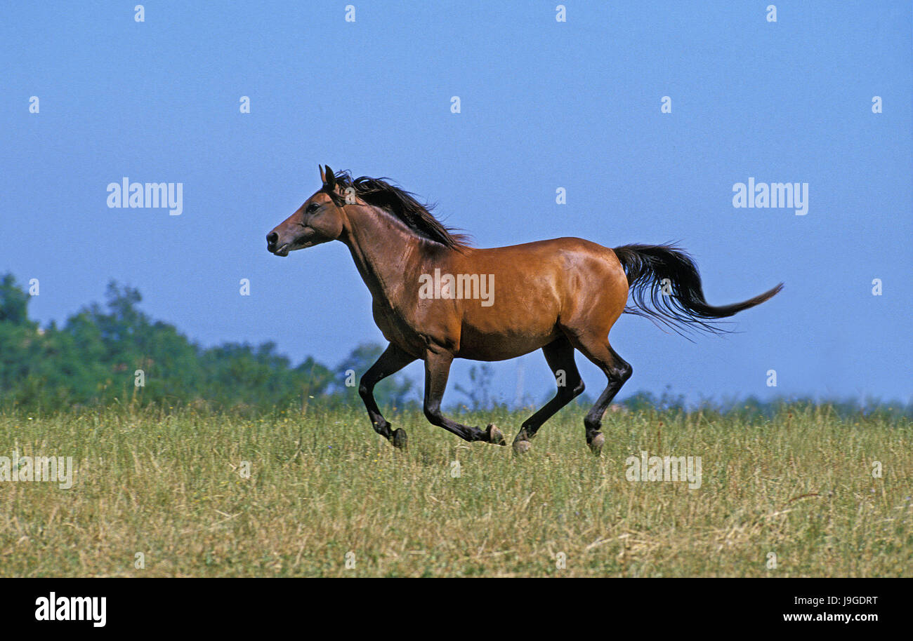 Le galop des chevaux anglo-arabes, Banque D'Images