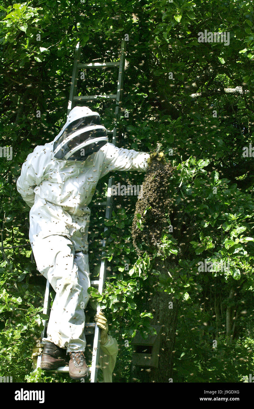 Prendre un apiculteur essaim sauvage et le transfert à une ruche, Normandie, Banque D'Images